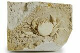 Fossil Crab (Potamon) Preserved in Travertine - Turkey #351135-1